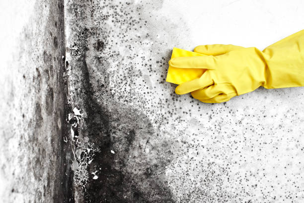 Best Fast Mold Removal  in Slaton, TX