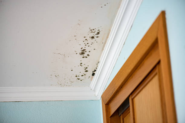 Best Mold Cleaning Services  in Slaton, TX