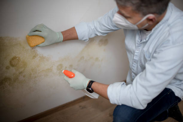Best Best Mold Removal Companies  in Slaton, TX