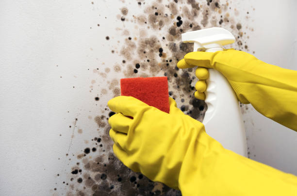 Best Emergency Mold Removal  in Slaton, TX