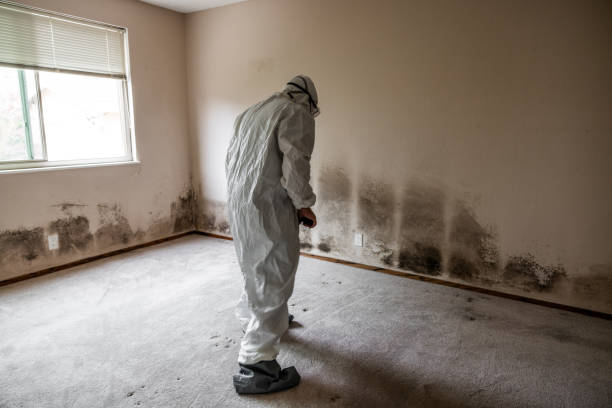 Trusted Slaton, TX Mold Removal Experts