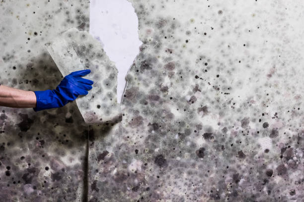 Best Same-Day Mold Removal  in Slaton, TX